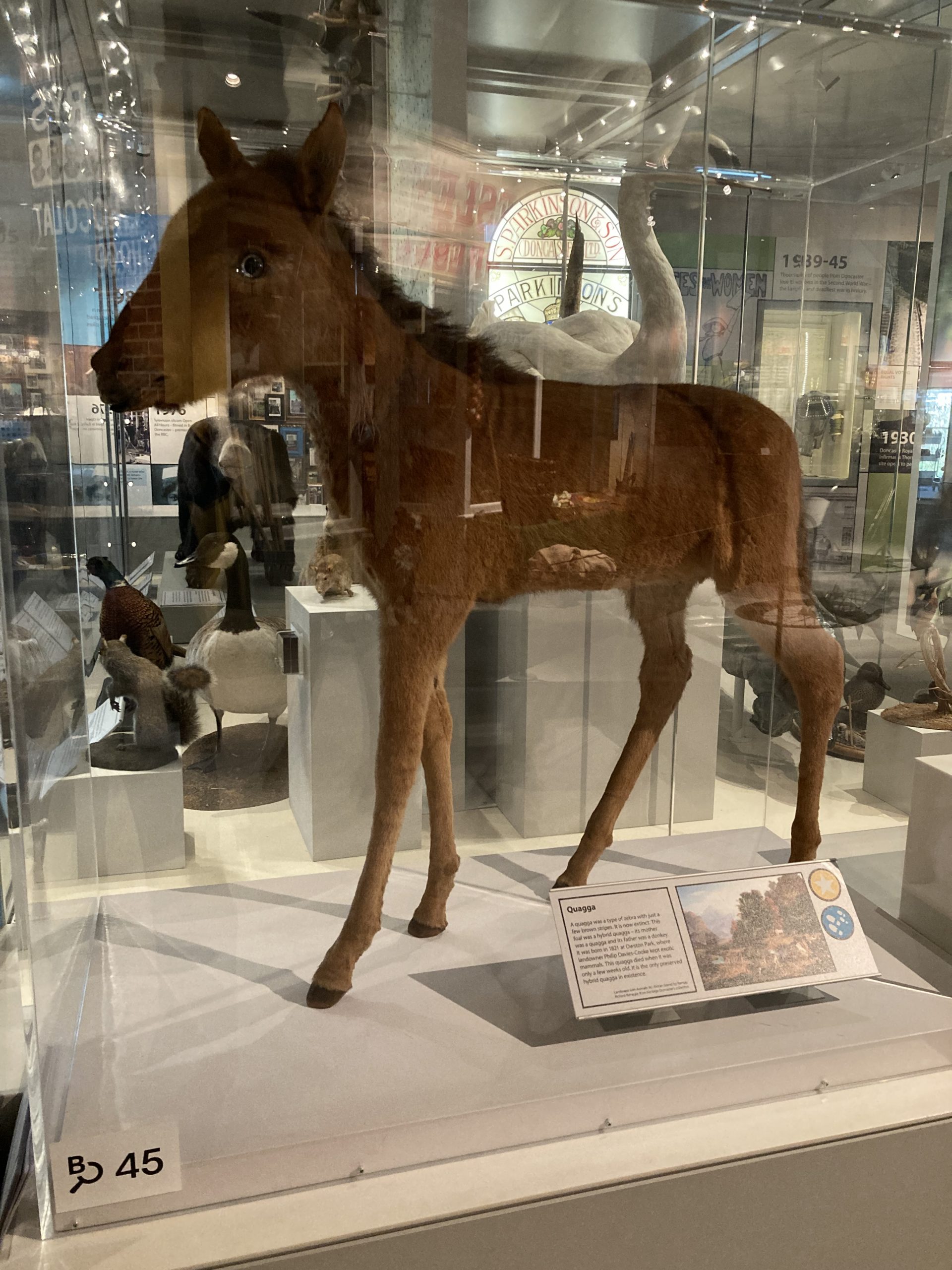 Lunchtime Spotlight: Quagga