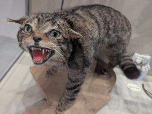 Wild cat